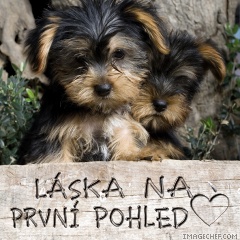 laska stenatek.jpg